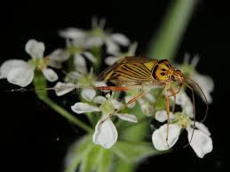 Attēlu rezultāti vaicājumam “Rhabdomiris striatellus”