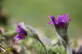 Attēlu rezultāti vaicājumam “Pulsatilla pratensis bud”