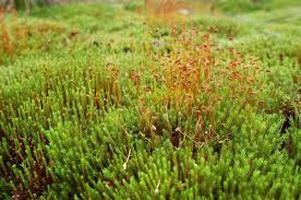 Attēlu rezultāti vaicājumam “Polytrichum strictum”