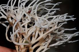 Attēlu rezultāti vaicājumam “Ramariopsis kunzei”