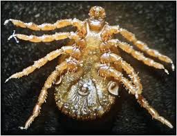 Attēlu rezultāti vaicājumam “Dermacentor reticulatus female”