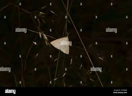 Attēlu rezultāti vaicājumam “Polypogon tentacularius male”