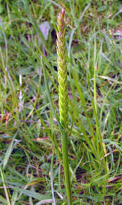 Attēlu rezultāti vaicājumam “Cynosurus cristatus”