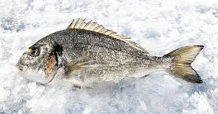 Image result for Archosargus rhomboidalis