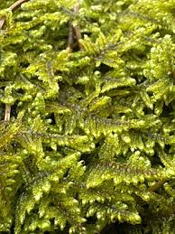 Attēlu rezultāti vaicājumam “Hypnum jutlandicum”