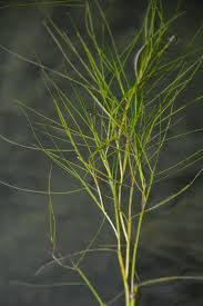 Attēlu rezultāti vaicājumam “Stuckenia filiformis leaf”