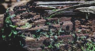 Attēlu rezultāti vaicājumam “Lindbladia tubulina spores”