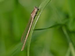 Attēlu rezultāti vaicājumam “Sympecma paedisca”