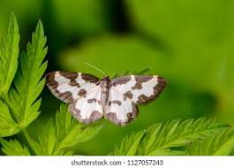 Attēlu rezultāti vaicājumam “Lomaspilis marginata”