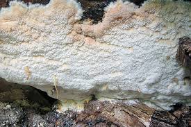 Attēlu rezultāti vaicājumam “Skeletocutis”