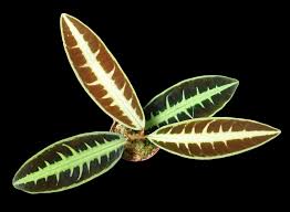 Attēlu rezultāti vaicājumam “Rhabdoweisia fugax sporophyte”