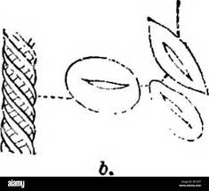 Attēlu rezultāti vaicājumam “Trichia contorta spores”