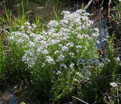 Attēlu rezultāti vaicājumam “Cardamine pratensis flower”