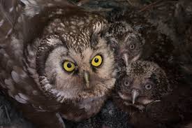 Attēlu rezultāti vaicājumam “Aegolius funereus”