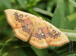Attēlu rezultāti vaicājumam “Cyclophora pendularia”
