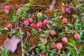 Attēlu rezultāti vaicājumam “Oxycoccus bud”