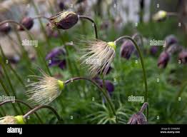 Attēlu rezultāti vaicājumam “Pulsatilla pratensis leaf”