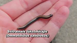 Attēlu rezultāti vaicājumam “Ommatoiulus sabulosus aimatopodus”