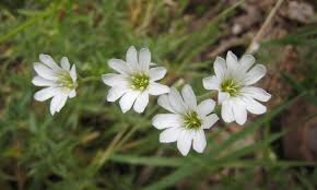 Attēlu rezultāti vaicājumam “Cerastium arvense leaf”