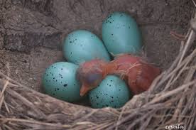 Attēlu rezultāti vaicājumam “Turdus philomelos nest”