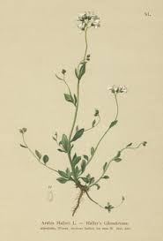 Attēlu rezultāti vaicājumam “Callitriche verna flower”