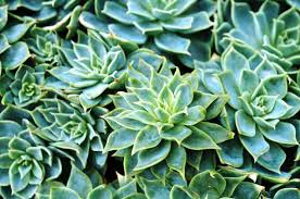 Image result for Mehikasvi