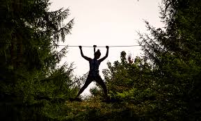 Image result for Go Ape! Dalby