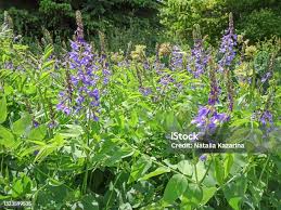 Attēlu rezultāti vaicājumam “Galega orientalis”