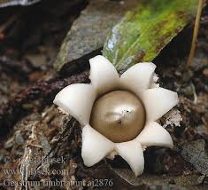 Attēlu rezultāti vaicājumam “Geastrum fimbriatum”