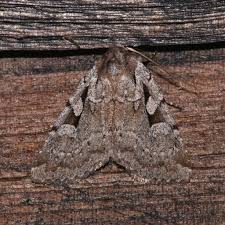 Attēlu rezultāti vaicājumam “Badhamiopsis scripta sessile”