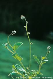 Attēlu rezultāti vaicājumam “Myosotis ramosissima flower”