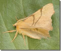 Attēlu rezultāti vaicājumam “Ennomos erosaria”