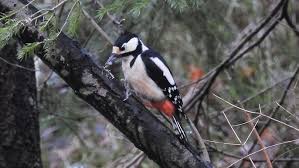 Attēlu rezultāti vaicājumam “Dendrocopos major male”
