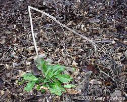 Attēlu rezultāti vaicājumam “Hesperis matronalis leaf”