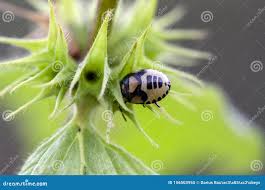 Attēlu rezultāti vaicājumam “Tritomegas bicolor nymph”