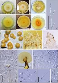 Attēlu rezultāti vaicājumam “Polycephalomyces tomentosus”