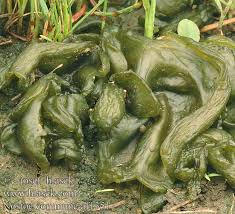 Attēlu rezultāti vaicājumam “Nostoc commune”