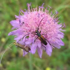 Attēlu rezultāti vaicājumam “Knautia arvensis fruit”