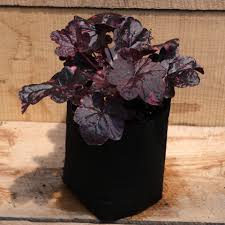 Image result for Heuchera `Midnight Rose`