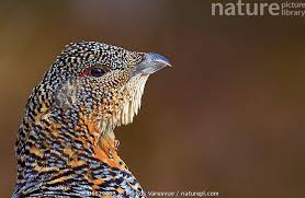 Attēlu rezultāti vaicājumam “Tetrao urogallus female”