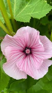 Image result for Lavatera trimestris