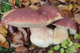 Attēlu rezultāti vaicājumam “Boletus pinophilus”