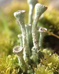 Attēlu rezultāti vaicājumam “Cladonia fimbriata”