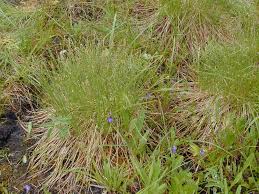 Attēlu rezultāti vaicājumam “Trichophorum cespitosum fruit”
