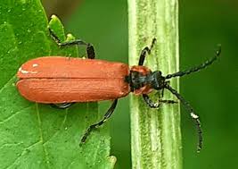 Attēlu rezultāti vaicājumam “Lygistopterus sanguineus”
