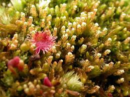 Attēlu rezultāti vaicājumam “Odontoschisma denudatum”