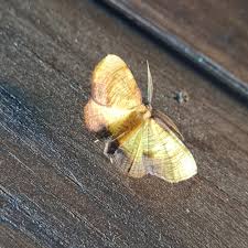 Attēlu rezultāti vaicājumam “Plagodis dolabraria”