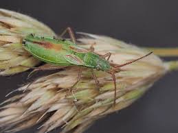 Attēlu rezultāti vaicājumam “Myrmus miriformis”