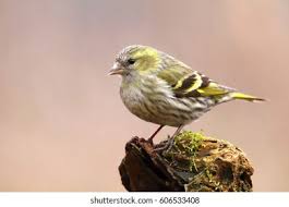 Attēlu rezultāti vaicājumam “Carduelis spinus”