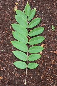 Attēlu rezultāti vaicājumam “Juglans cinerea leaf”